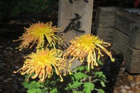 showy chrysanthemums